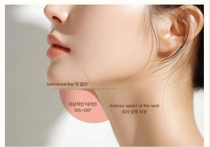 이상적인 턱선 각도와 목 라인을 설명하는 여성 턱선 프로필 다이어그램